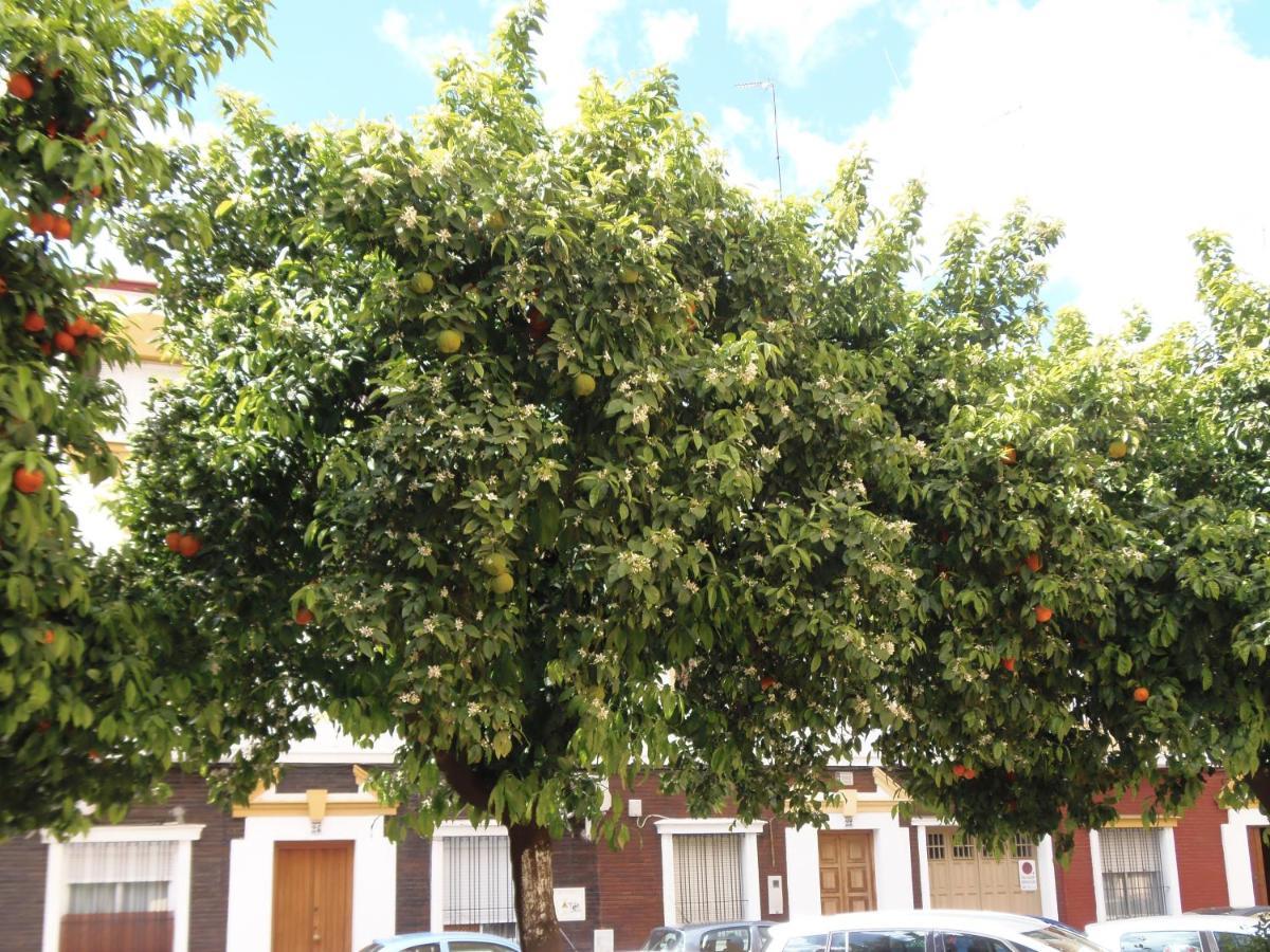 Apartamento En Triana Sevilha Exterior foto